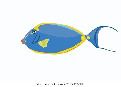Tropical fish, salt water fish illustration vector on white background