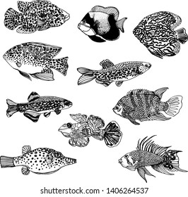 tropical fish, set , hand drawing, vector