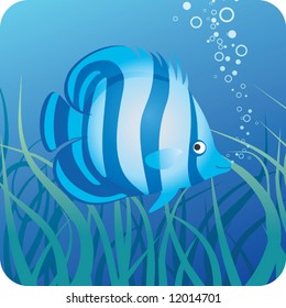 Tropical fish under water