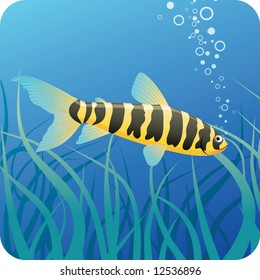 Tropical fish under water