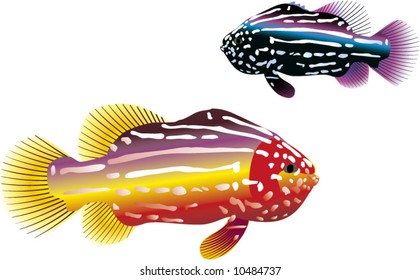 tropical fish - vector