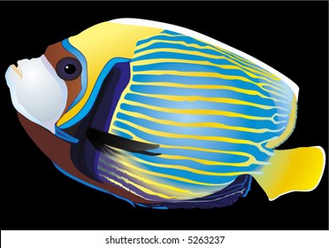 tropical fish - vector