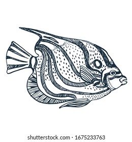 tropical fish vector illustration hand drawing isolated on white background