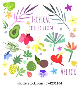 Tropical flora and fruit collection