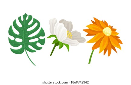 Tropical Flora with Green Monstera Leaves and Flower Buds Vector Set