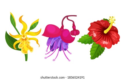 Tropical Flora with Hibiscus Flower on Stem Vector Set