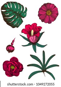 tropical, floral, set of isolated elements on white background vector illustration