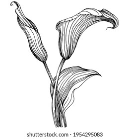 Tropical flower calla by hand drawing. Lilium  floral logo or tattoo highly detailed in line art style concept. Black and white clip art isolated. Antique vintage engraving illustration for emblem.