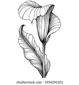 Tropical flower calla by hand drawing. Lilium  floral logo or tattoo highly detailed in line art style concept. Black and white clip art isolated. Antique vintage engraving illustration for emblem.