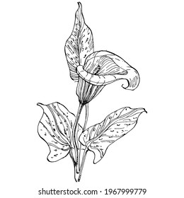 Tropical flower calla by hand drawing. Lilium  floral logo or tattoo highly detailed in line art style concept. Black and white clip art isolated. Antique vintage engraving illustration for emblem.