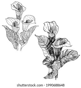 Tropische Blume calla by hand Zeichnung. Lilium florales Logo oder Tattoo sehr detailliert in Linie Art Stil Konzept. Schwarz-Weiß-Clipkunst einzeln. Antike Vintage Graviergrafik für Emblem.