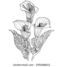Tropical flower calla by hand drawing. Lilium  floral logo or tattoo highly detailed in line art style concept. Black and white clip art isolated. Antique vintage engraving illustration for emblem.