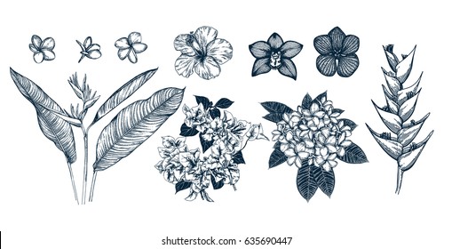 Tropical flower collection. Botanical hand drawn illustration. Template design for sail, wedding save date,  envelope, valentine, for party, holiday decor. Collection of sketch object.