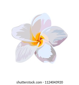 tropical flower. element on white background.