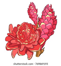 Tropical flower few of ginger Red torch  vector illustration