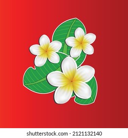 Tropical flower frangipani with leaves bunch isolated on red background. vector illustration of plumeria and leaves can used for decoration, banner, poster and floral concepts.