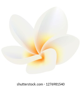Tropical flower frangipani (Plumeria) on a white background.