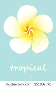 Tropical flower frangipani vector
