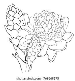 Tropical flower of a ginger coloring torch  vector illustration