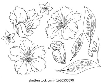 Tropical flower graphic black white isolated sketch set illustration vector