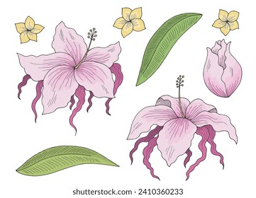 Tropical flower graphic color isolated sketch illustration vector