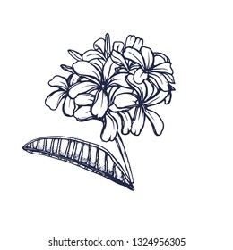 tropical flower, hand drawing, vector illustration isolated on white background