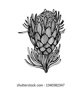 tropical flower hand drawing vector illustration isolated on white background vector