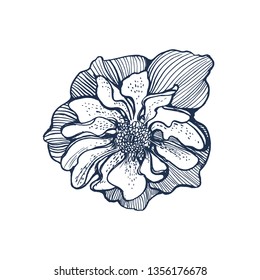 tropical flower , hand drawing, vector illustration isolated on white background