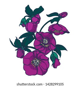 tropical flower ,hand drawing,vector isolated on white background