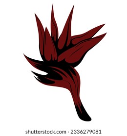 Tropical flower icon of Strelitzia reginae  on white background. Vector floral background. Paradise nature. Single bird of paradise, For decoration design. isolated element. 