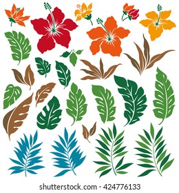 Tropical Flower Illustration