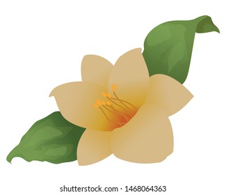 Tropical flower with leaves cartoon ,vector illustration graphic design.