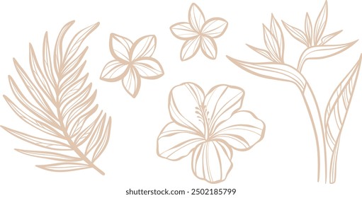 Tropical flower line art illustration set, isolated doodles, hand drawn elements