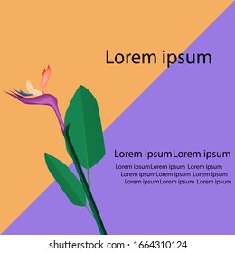 Tropical flower on orange and Purple  background ,green leaves flat vector banner,illustration vector 