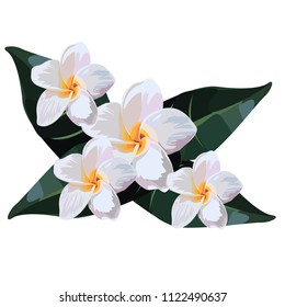 tropical flower on white background.