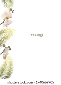 Tropical flower. Orchids Phalaenopsis. The buds. Petals. White background. Palm leaves. Green. Border.