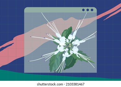 Tropical flower Orthosiphon aristatus (Cat's Whiskers) in aesthetic OS message box and abstract shapes, technology and nature background design