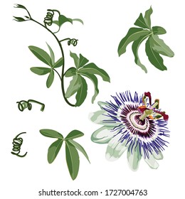 Tropical flower, Passion flower, with leaves branch, isolated object, Violet passiflora tropical flower.