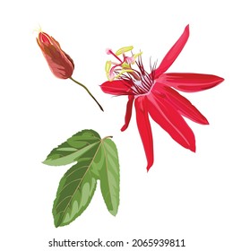 Tropische Blume, Passionsblume, mit Blätterzweig, Einzelobjekt, tropische rote Passiflora-Blume.