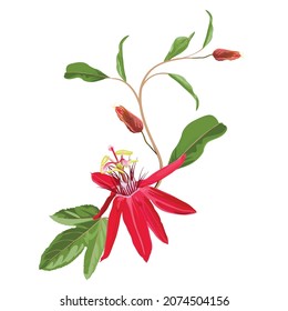 Tropische Blume, Passionsblume, mit Blätterzweig, Einzelobjekt, tropische rote Passiflora-Blume.