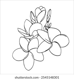 Plumeria de flor tropical Frangipani Linear Vetor Doodle Illustration