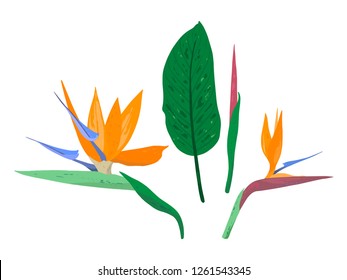 Tropical flower of Strelitzia Reginae. Decorative strelitzia flowers set isolated on white background. South African plant, crane flower or bird of paradise. Vector collection.