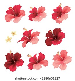 Tropical flower vector illustration material collection,