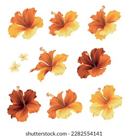 Tropical flower vector illustration material collection,