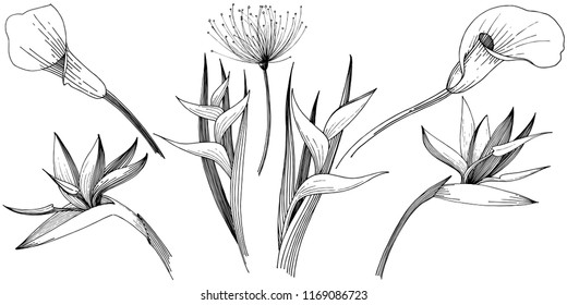 Flor tropical en un estilo vectorial. Elemento de ilustración aislado. Flor vectorial para fondo, textura, patrón envolvente, marco o borde.