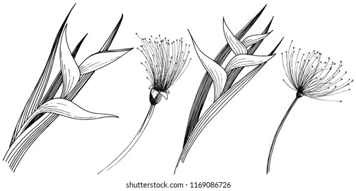 Tropical flower in a vector style. Isolated illustration element. Vector flower for background, texture, wrapper pattern, frame or border.