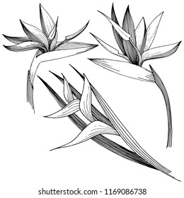 Tropical flower in a vector style. Isolated illustration element. Vector flower for background, texture, wrapper pattern, frame or border.