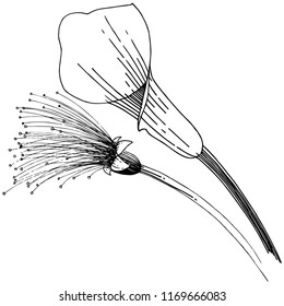 Flor tropical en un estilo vectorial. Elemento de ilustración aislado. Flor vectorial para fondo, textura, patrón envolvente, marco o borde.