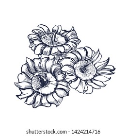 tropical flower ,vector,hand drawing isolated on white background