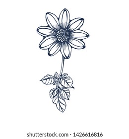 tropical flower, vector,hand drawing ,isolated on white background